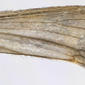 Right fore-wing - magnified