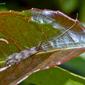Mystacides longicornis (Linnaeus, 1758)