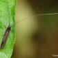 Caddisfly (Leptoceridae)