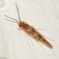 Caddisfly - Trichoptera - ID, please!